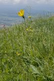 Tragopogon reticulatus. Цветущее растение. Карачаево-Черкесия, Зеленчукский р-н, гора Джисса, ≈ 1600 м н.у.м., субальпийский луг. 14.06.2024.