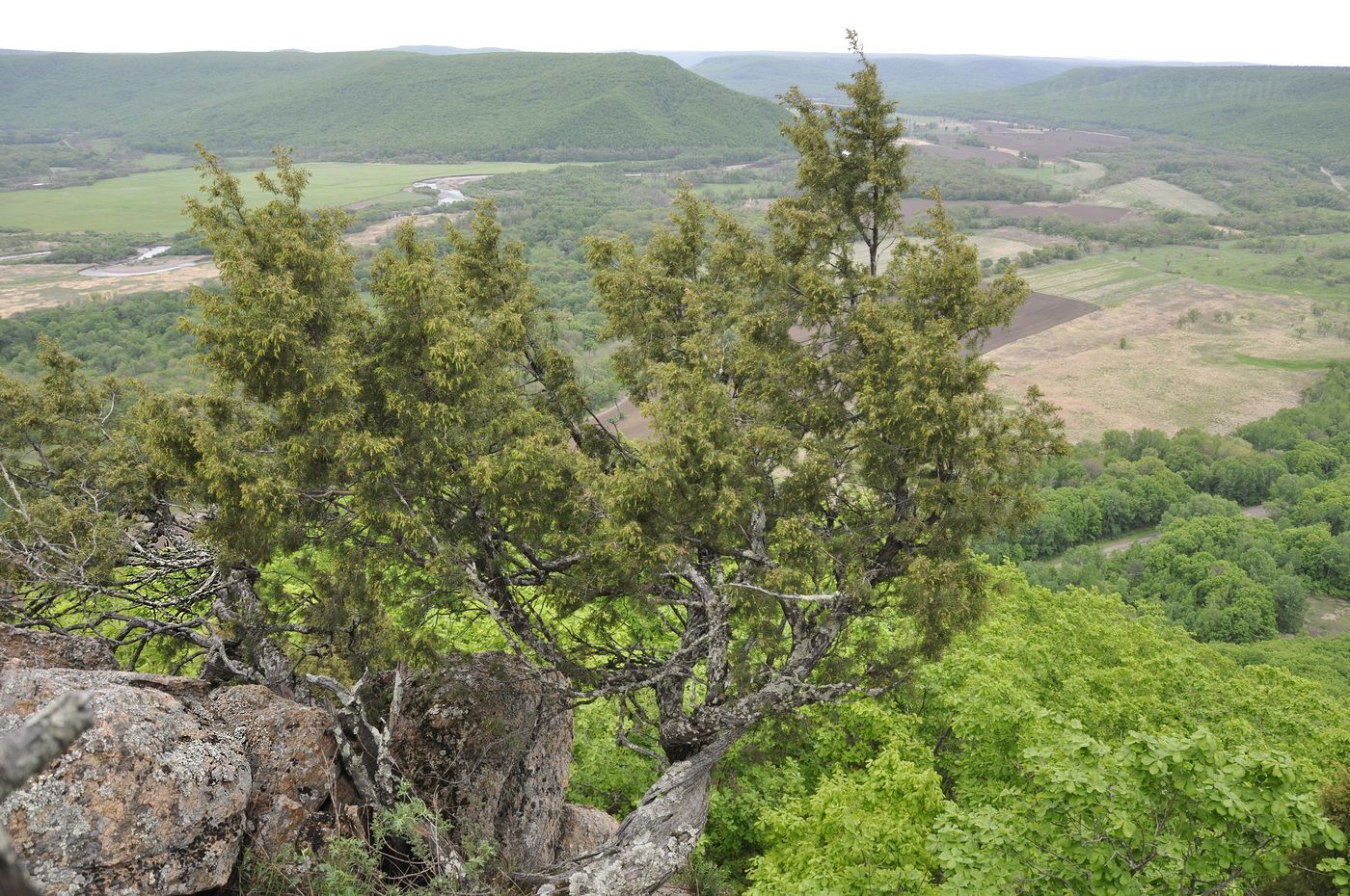 Изображение особи Juniperus rigida.