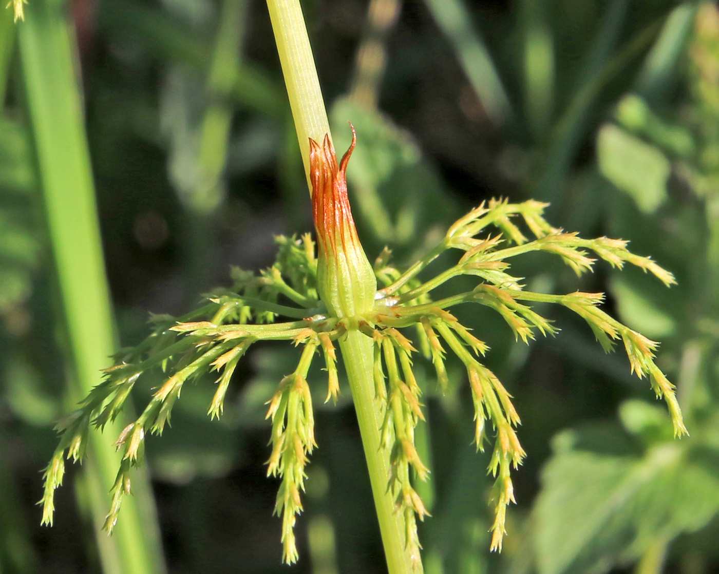 Image of Equisetum sylvaticum specimen.