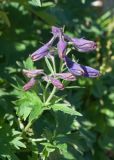 Delphinium brachycentrum. Верхушка генеративного побега с бутонами. Камчатский край, Елизовский р-н, подножие горы Вачкажицы, берег р. Тахколоч, луговина на склоне СВ экспозиции. 04.08.2024.