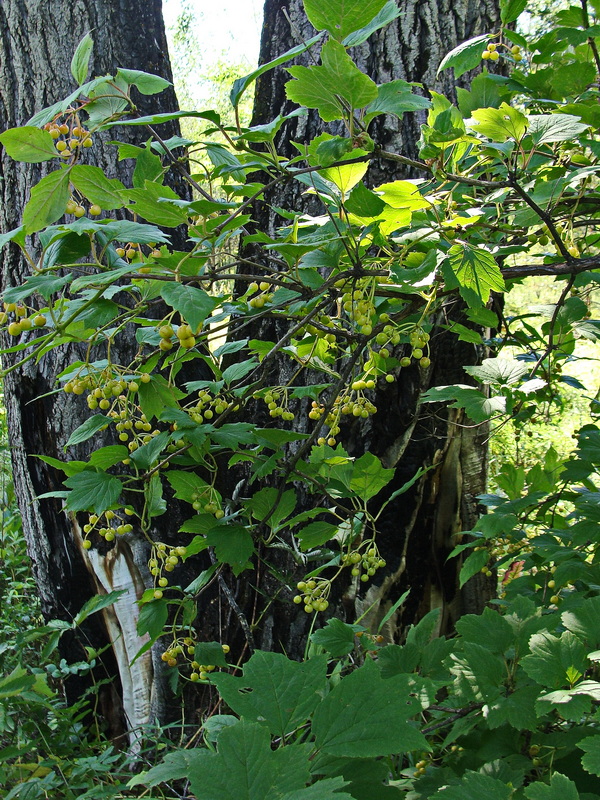 Image of Viburnum sargentii specimen.