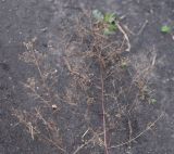 Thalictrum minus. Верхушка отплодоносившего растения. Липецкая обл., Данковский р-н, окр. дер. Масловка, 1,5 км выше устья р. Паники, луг. 3 августа 2024 г.