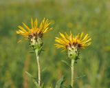 Inula salicina. Верхушки побегов с соцветиями-корзинкамии и листьями верхней формации. Ульяновская обл., Мелекесский р-н, долина р. Бирля, остепнённый луг с участками засоления. 05.08.2023.