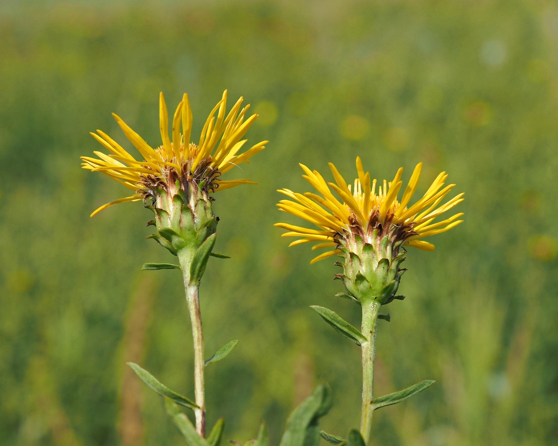 Изображение особи Inula salicina.