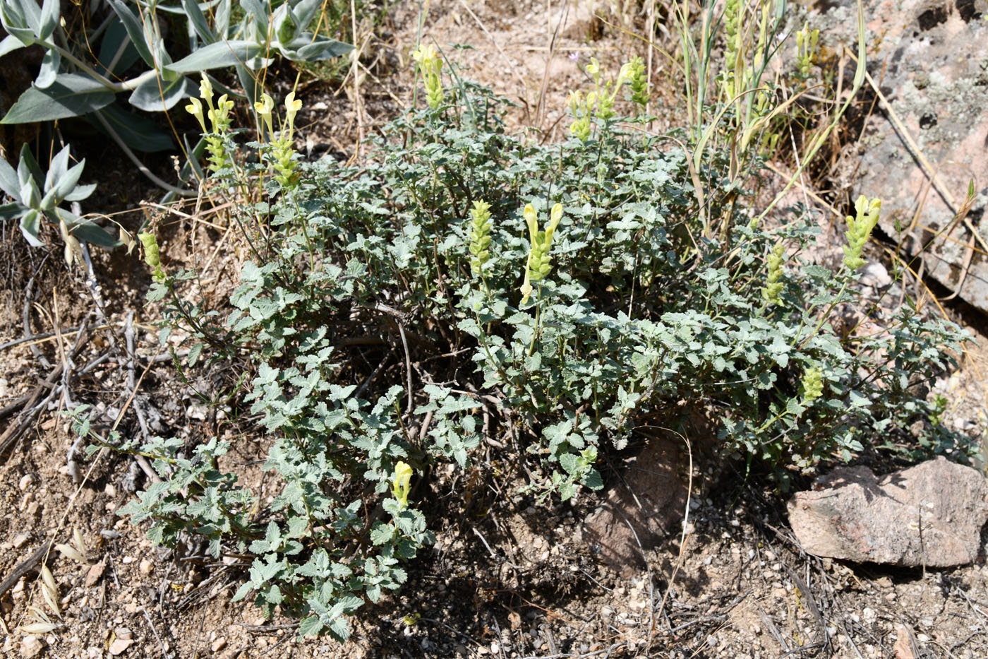 Image of Scutellaria adenostegia specimen.