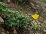 Helianthemum nummularium