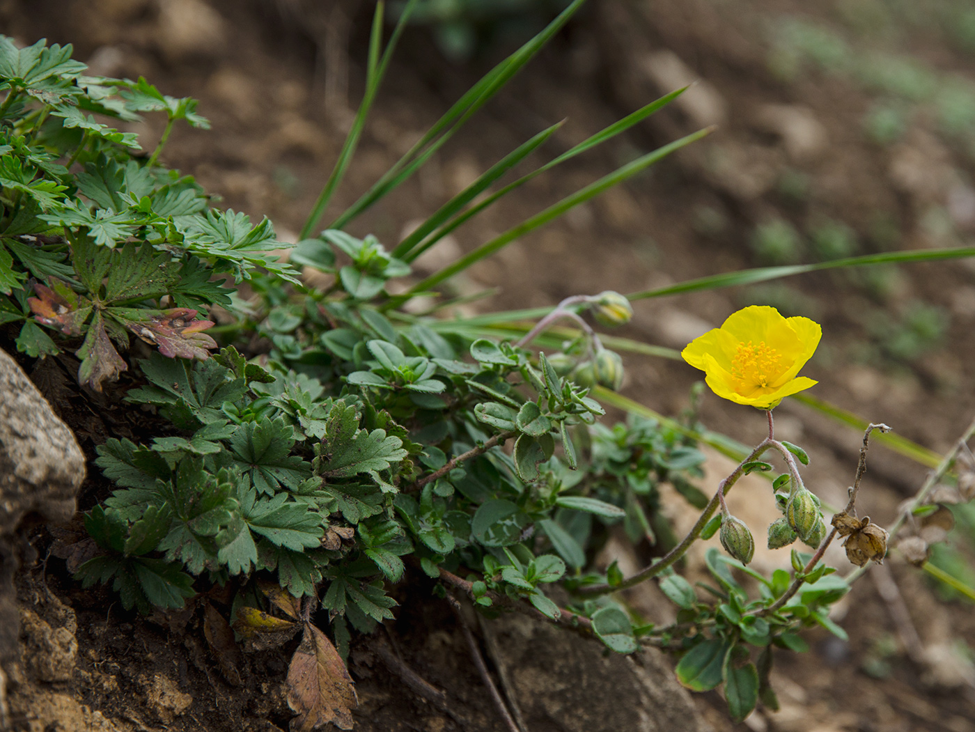 Изображение особи Helianthemum nummularium.