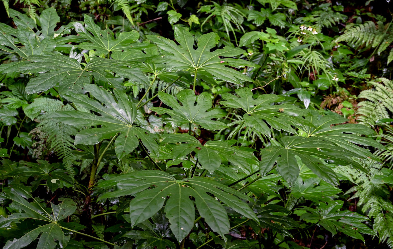 Изображение особи Fatsia japonica.