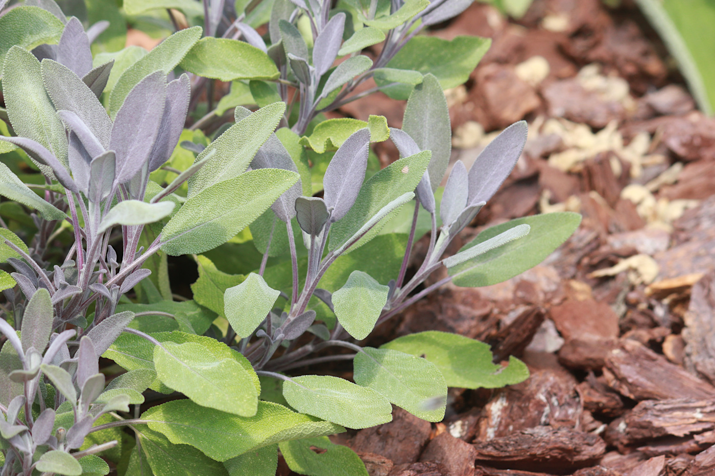 Image of Salvia officinalis specimen.