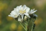 Achillea ptarmica