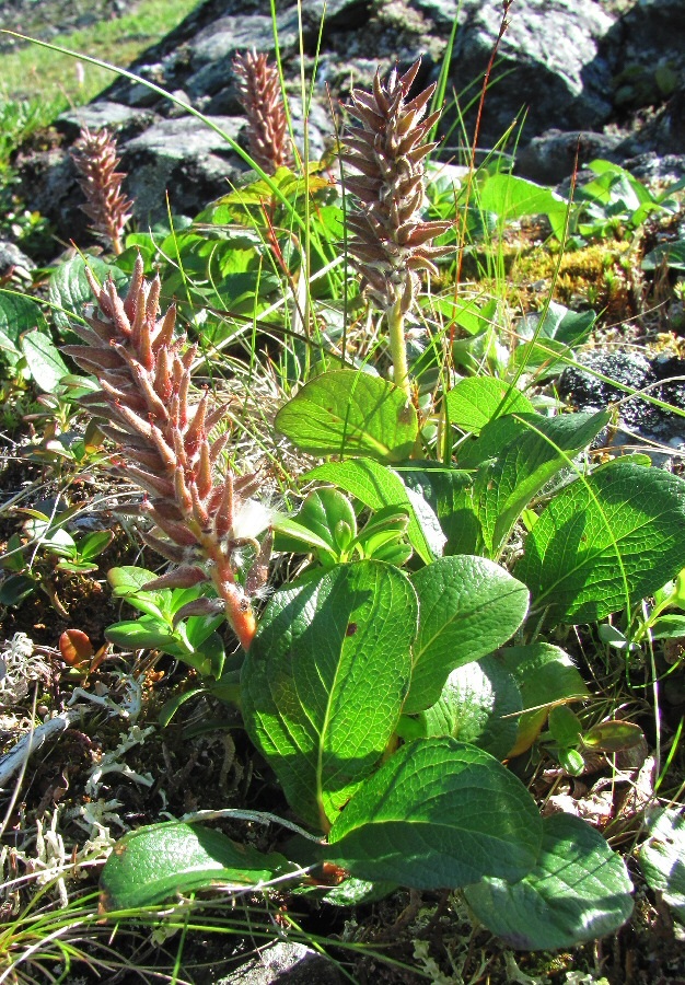 Image of Salix polaris specimen.