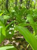 Convallaria majalis