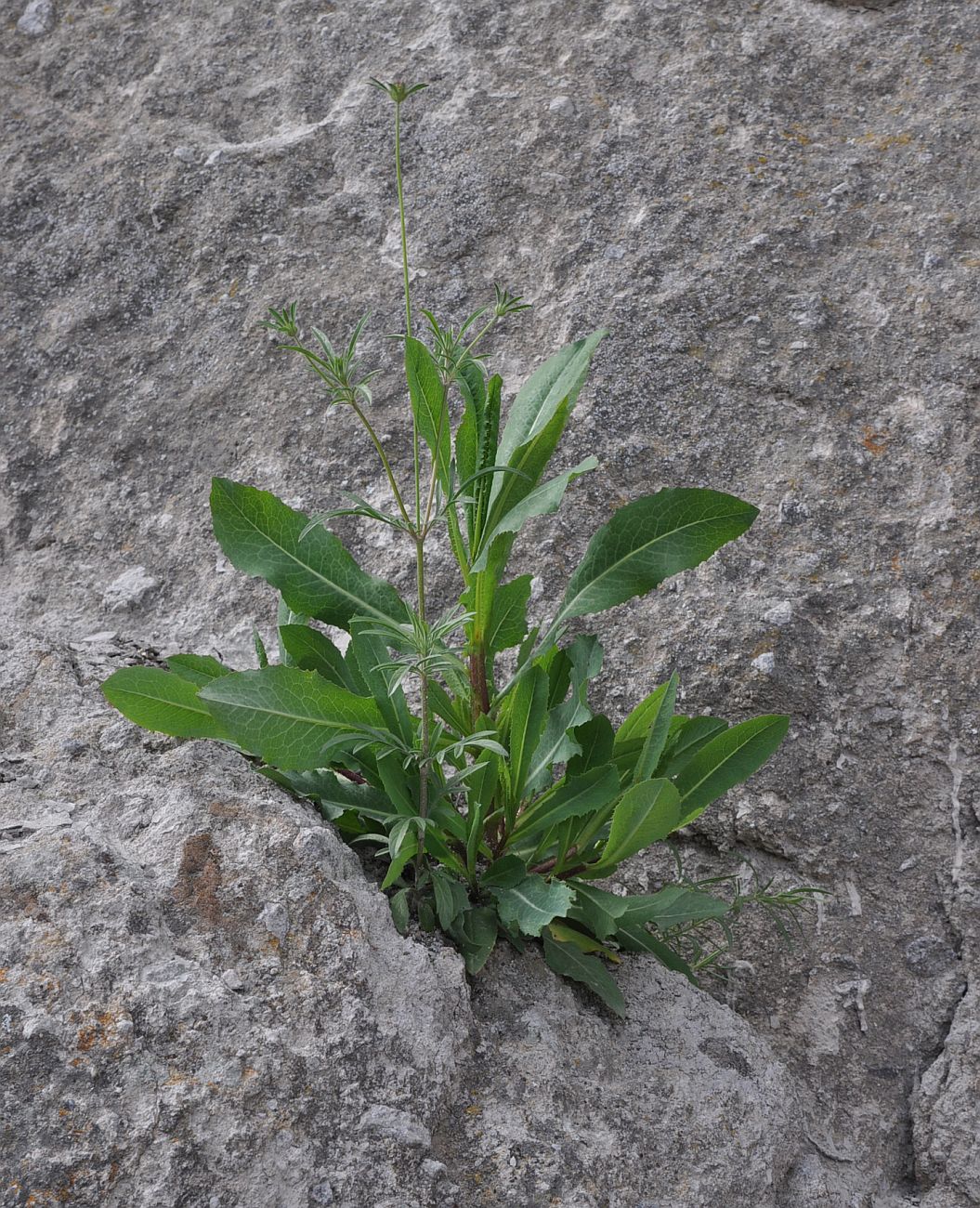 Изображение особи семейство Dipsacaceae.