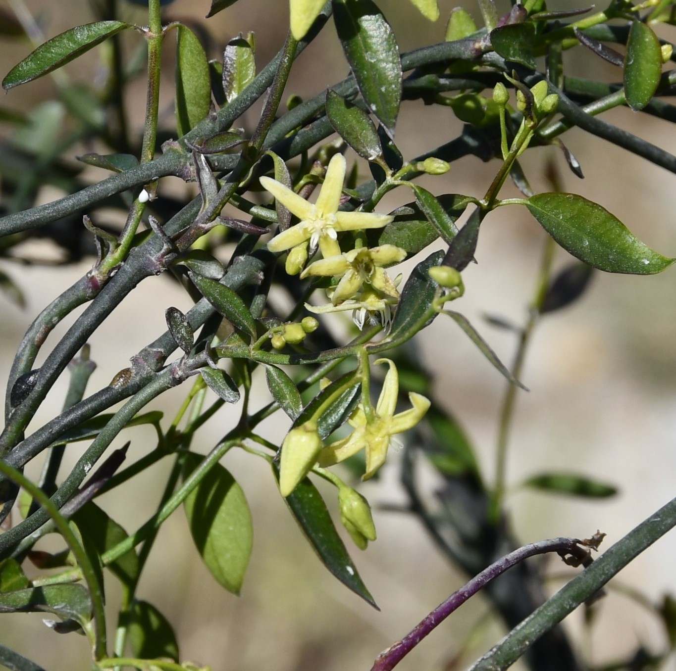 Image of Cyprinia gracilis specimen.