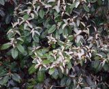Elaeagnus pungens