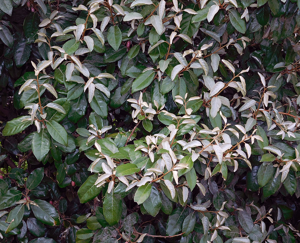 Image of Elaeagnus pungens specimen.