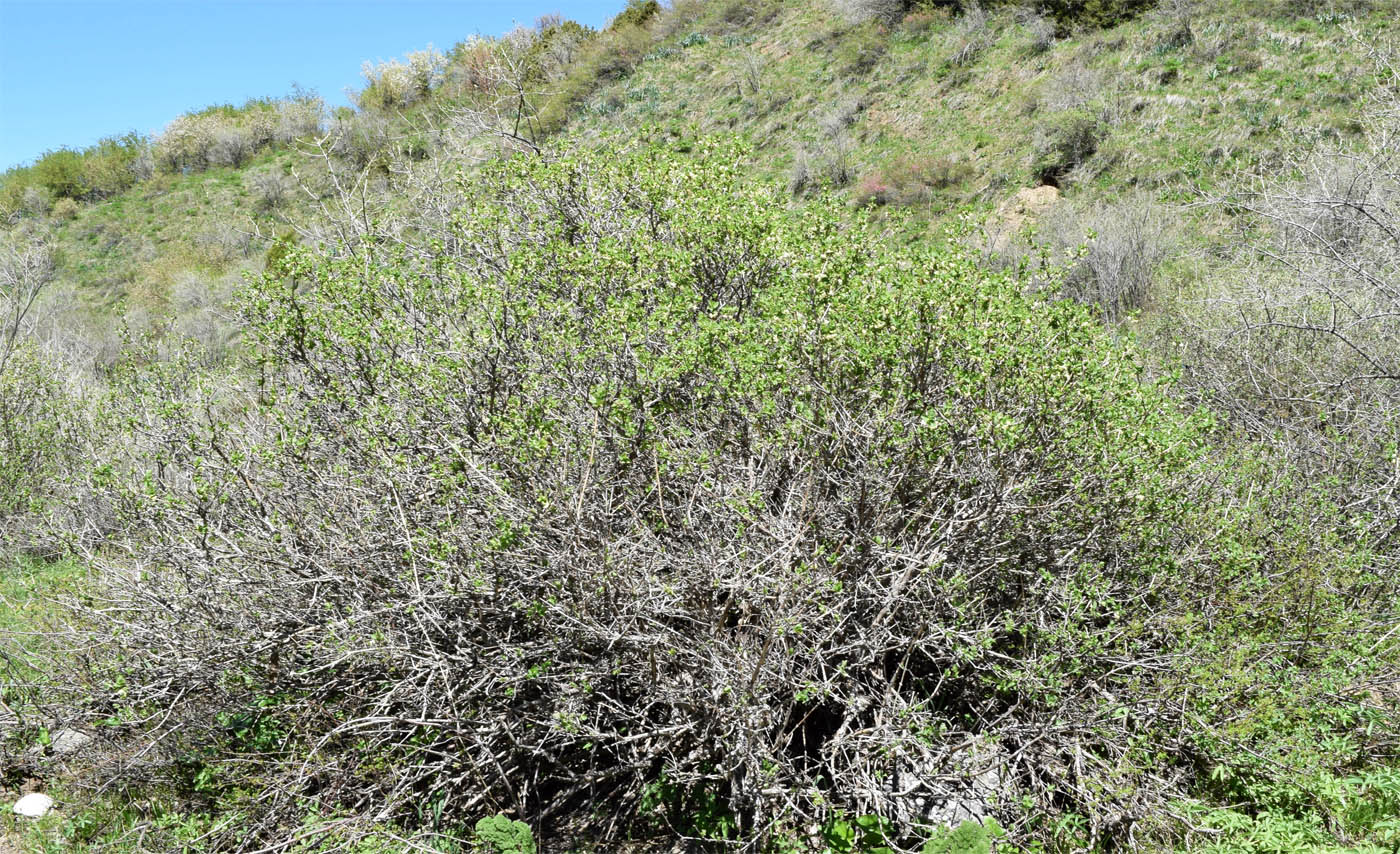 Изображение особи Lonicera tianschanica.