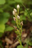 Смотреть изображение Cephalanthera damasonium
