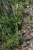 View full-size image Turritis glabra