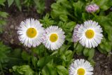 View full-size image Bellis perennis