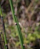 View full-size image Equisetum hyemale