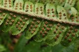 Смотреть изображение Dryopteris crassirhizoma