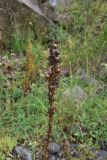View full-size image Asphodeline lutea