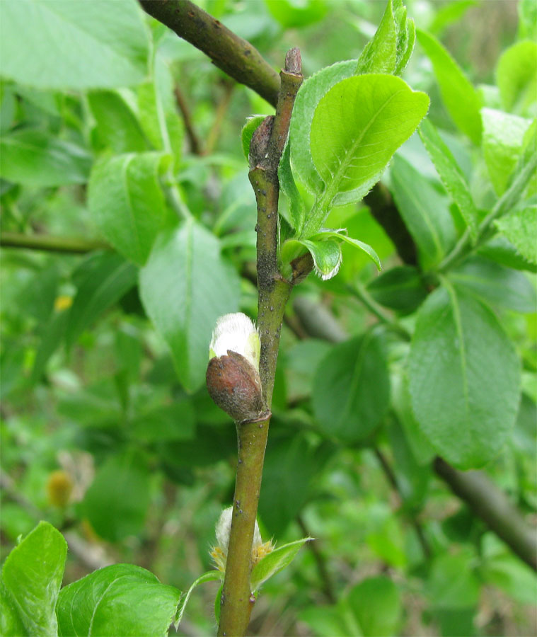 Изображение особи Salix phylicifolia.