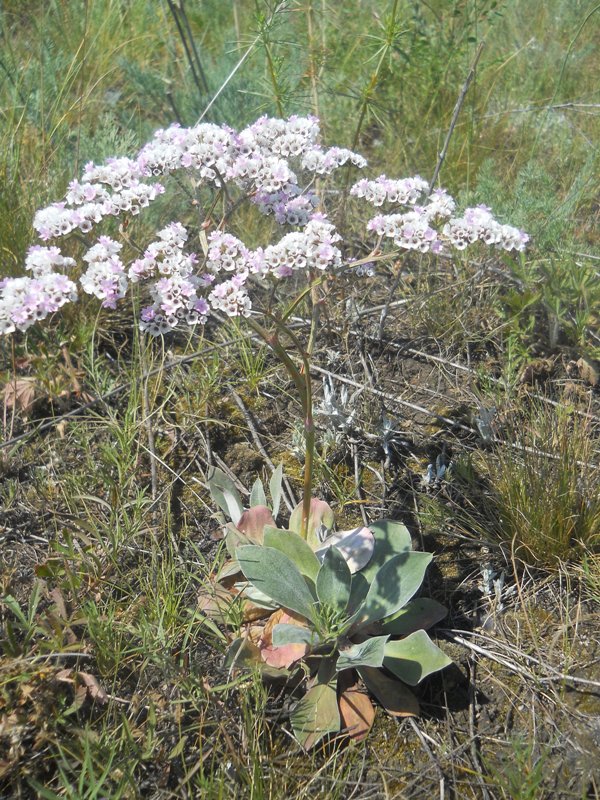 Image of Goniolimon speciosum specimen.