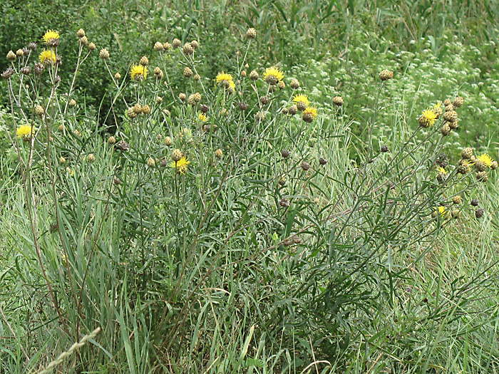 Image of Centaurea orientalis specimen.