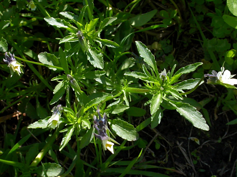 Image of Viola arvensis specimen.