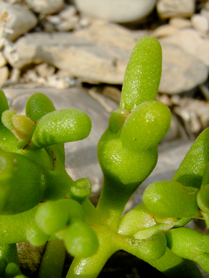 Image of Mesembryanthemum cryptanthum specimen.