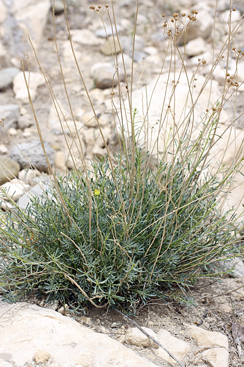 Image of Haplophyllum griffithianum specimen.