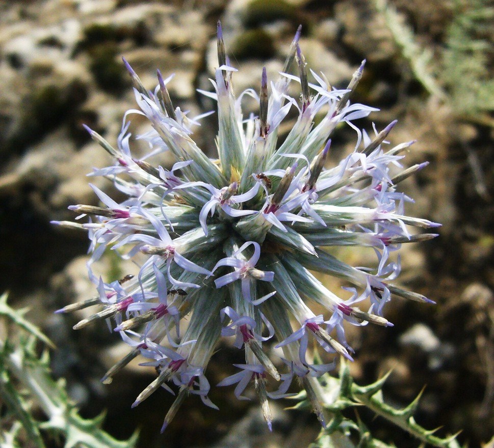 Изображение особи Echinops ritrodes.