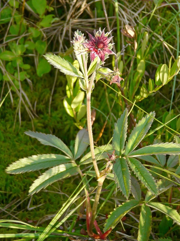 Image of Comarum palustre specimen.