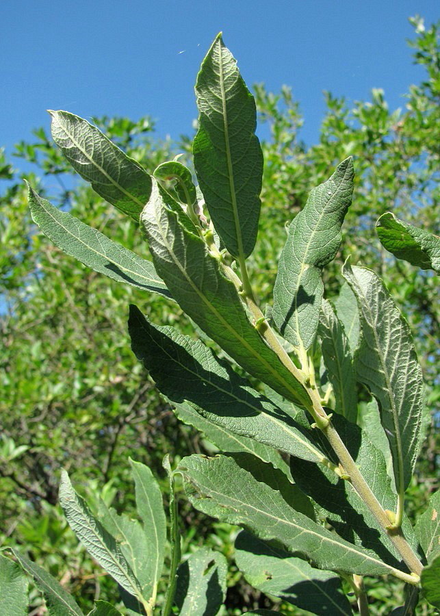 Image of Salix cinerea specimen.