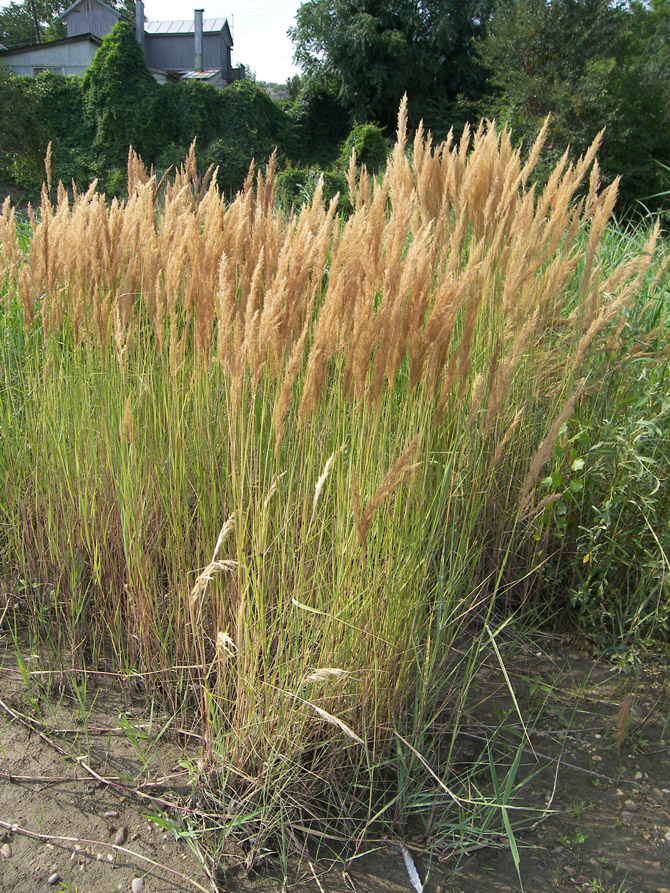 Изображение особи род Calamagrostis.