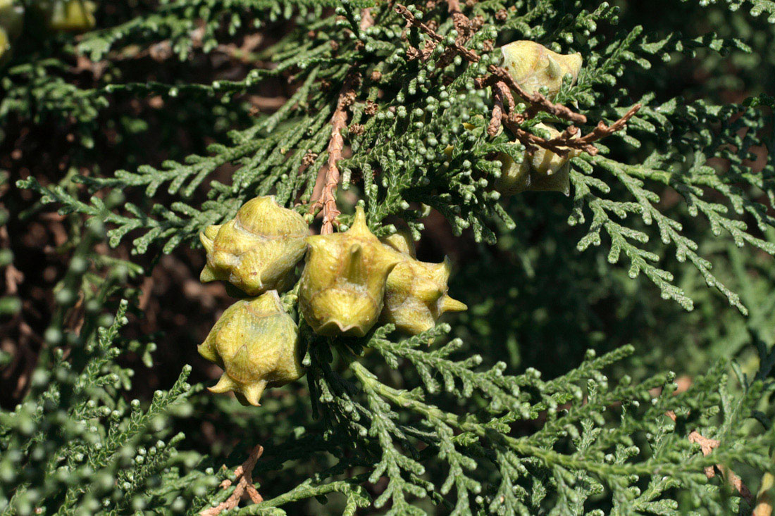 Изображение особи Platycladus orientalis.