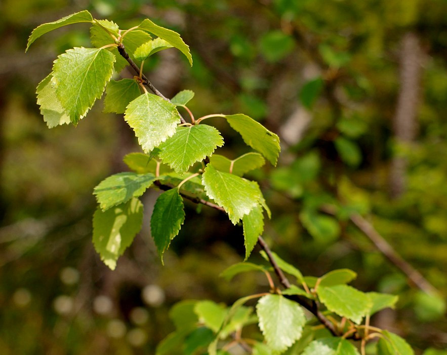 Изображение особи Betula czerepanovii.