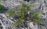 Chaerophyllum bulbosum. Молодое растение. Чувашия, окр. г. Шумерля, ЛЭП перед Низким полем. 17 апреля 2012 г.