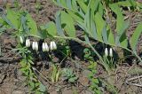 Polygonatum &times; hybridum