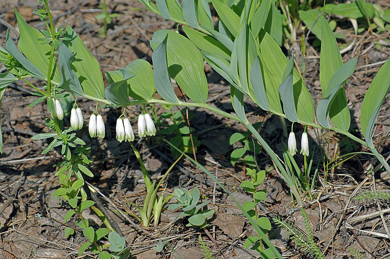 Изображение особи Polygonatum &times; hybridum.