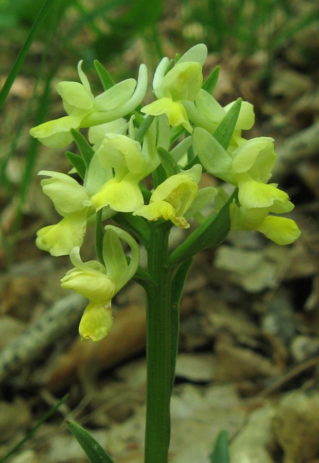 Image of Dactylorhiza romana specimen.