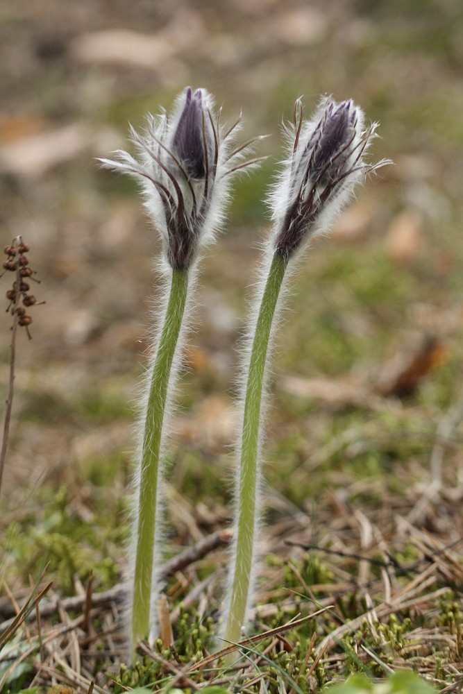 Image of Pulsatilla patens specimen.