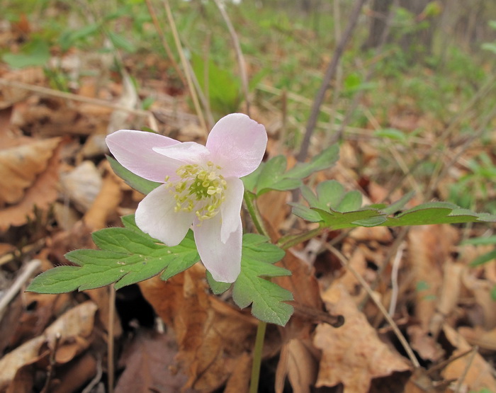 Image of Anemone amurensis specimen.