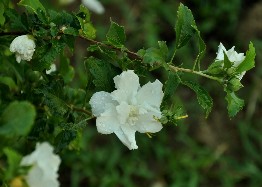 Изображение особи Hibiscus syriacus.