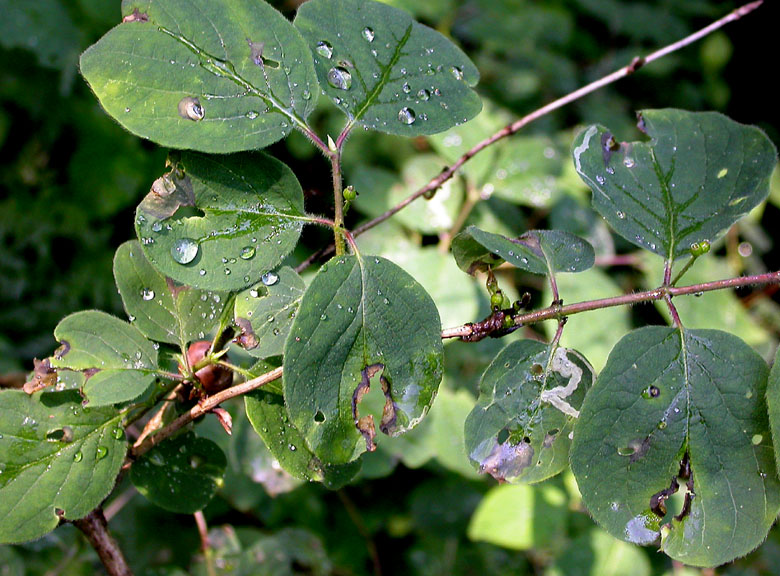 Image of Lonicera xylosteum specimen.