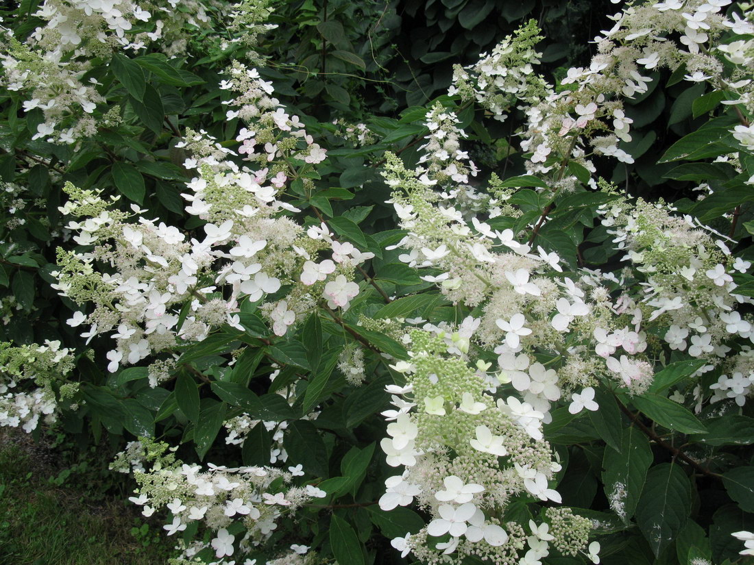 Image of Hydrangea paniculata specimen.