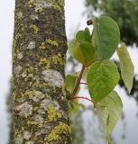 Idesia polycarpa. Побег на средней части ствола молодого дерева. Нидерланды, г. Venlo, \"Floriada 2012\". 11.09.2012.