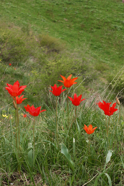 Изображение особи Tulipa ostrowskiana.